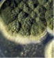 bacteria, viruses, mold